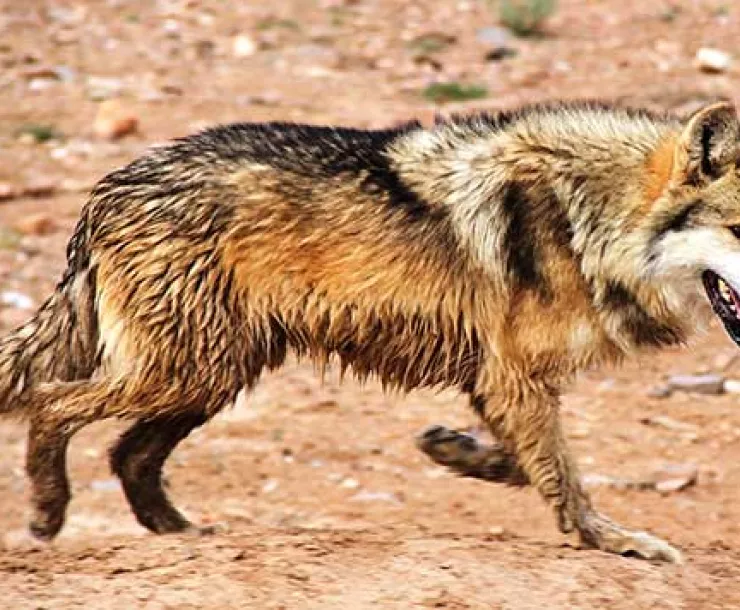 Mexican Wolf = photo by Tom Buckley