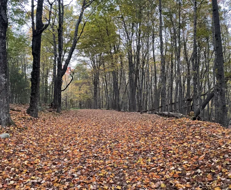 A wide path in a forest with fallen leaves on the ground