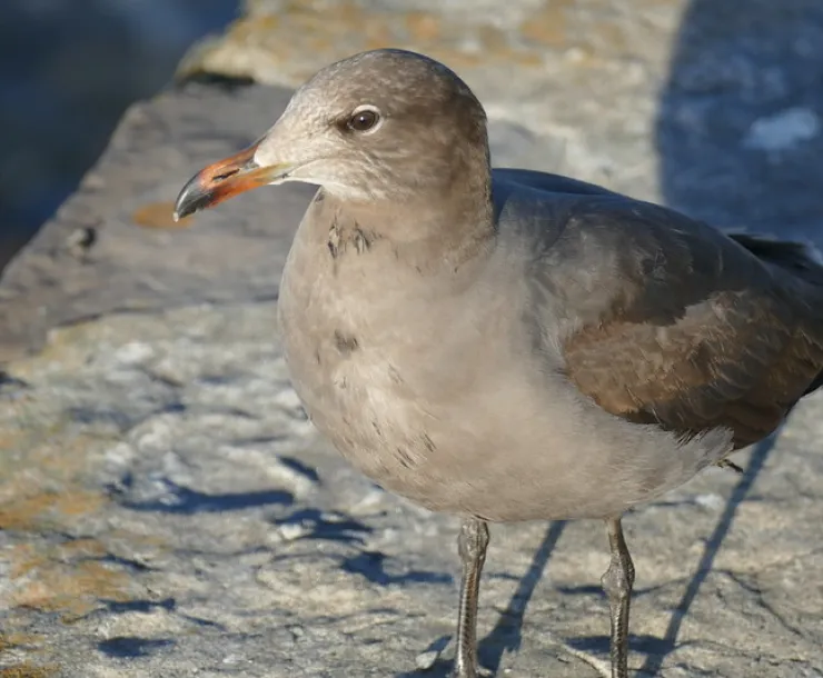 Gull