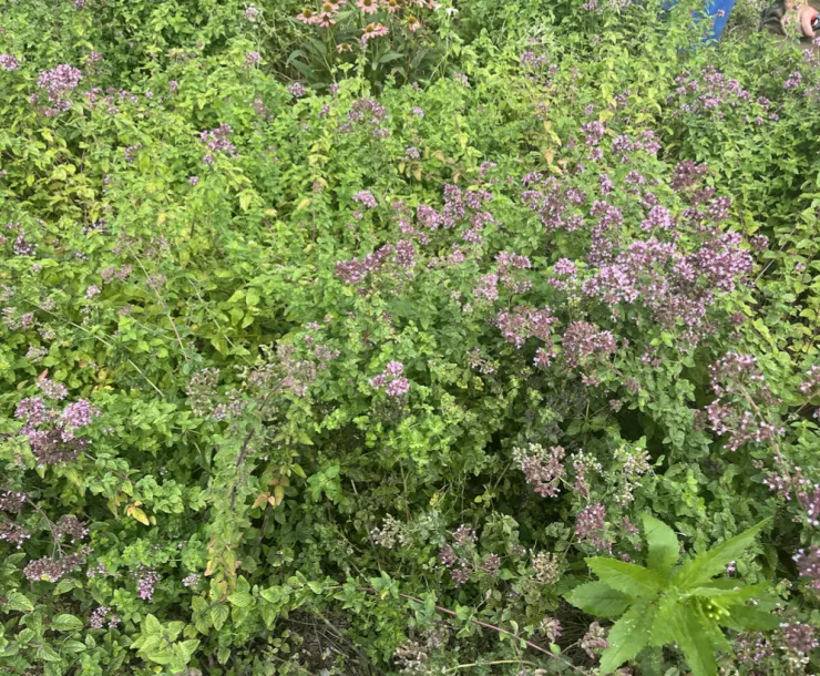 ‭ Flowering oregano bushes at Mack Park Farm (Salem, MA).