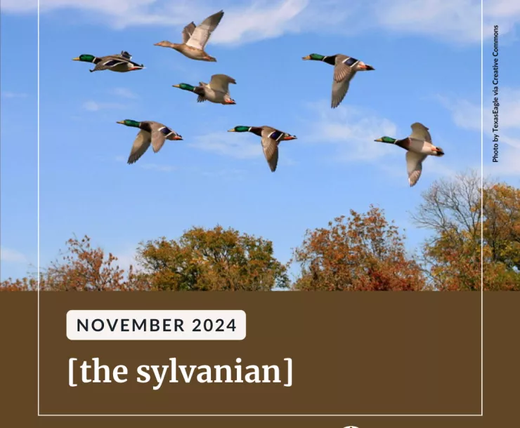 Mallards flying across a blue sky above colorful fall foliage.