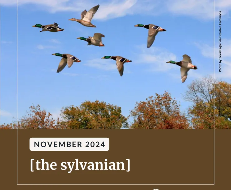 Mallards flying across a blue sky above colorful fall foliage.