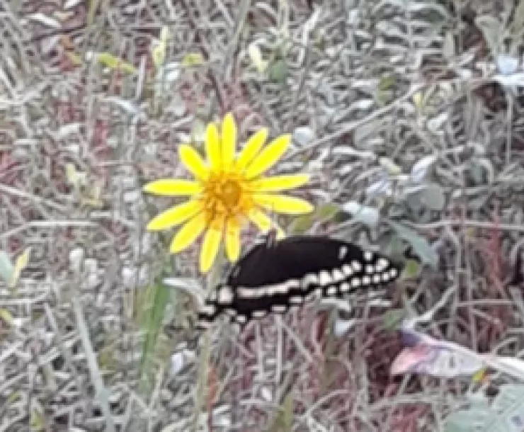 Big Thicket Butterfly