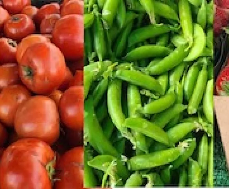 Farmers Market sampling of eggs, tomatoes, peas, strawberries