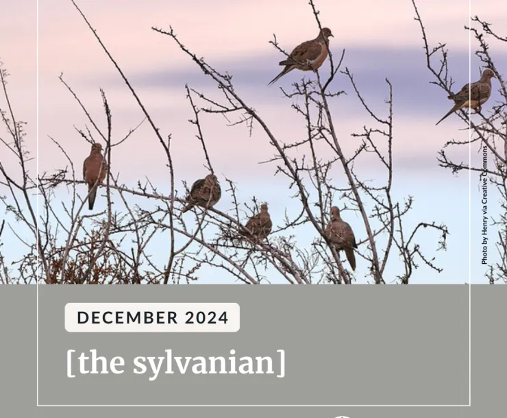 Mourning doves perched on branches against pink clouds.