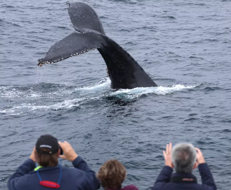Whale heritage site