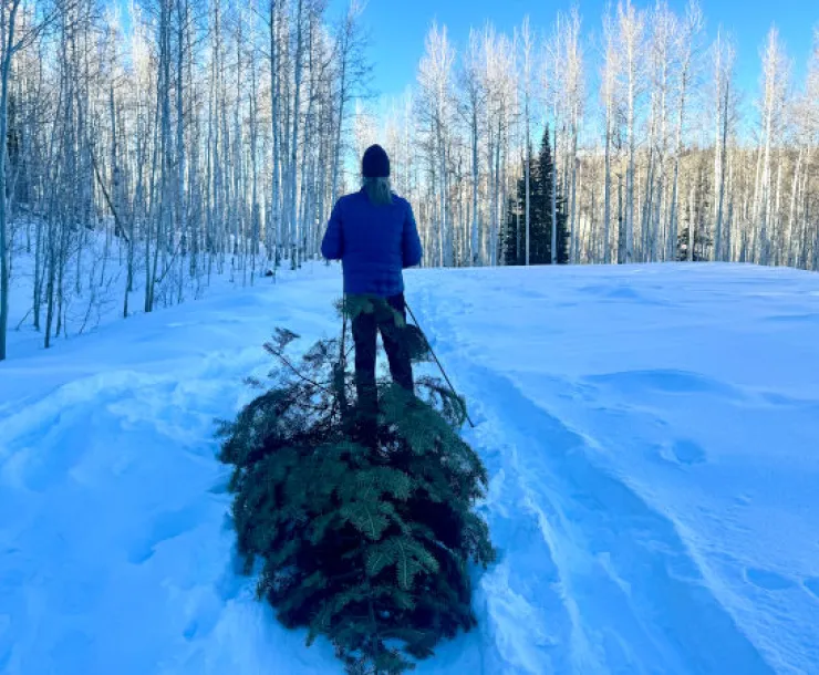 solstice-dragging-tree