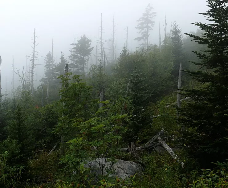 hazy forest against gray skay