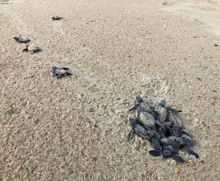 kemp's ridley turtle hatchlings