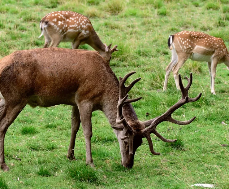 Three deer graze in a field. One has big antlers.