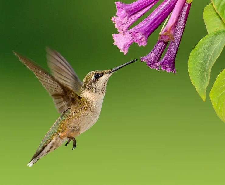 Hummingbird hovering at a purple flower