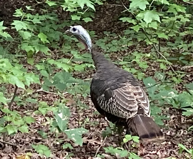 Mary’s Turkey