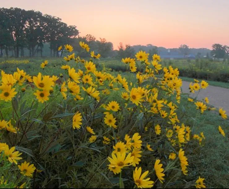 Flowers by Chris Johnson