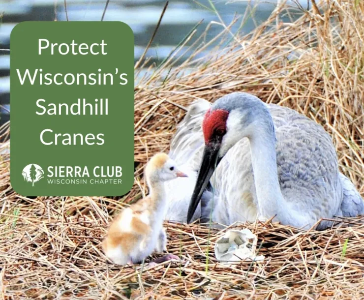 Protect Wisconsin's Sandhill Cranes written in a green box next to a picture of a sandhill crane and a baby crane on a bed of yellow grass