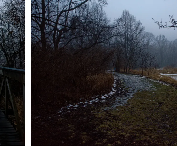 A atmospheric diptych of an early morning park, with bare trees and a boardwalk