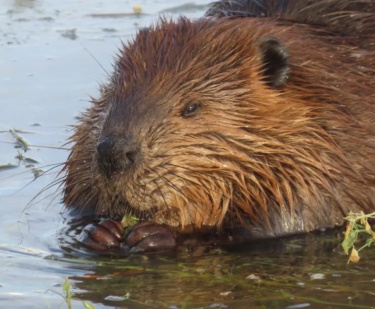 Photo of a brown, furry beaver submerged in water