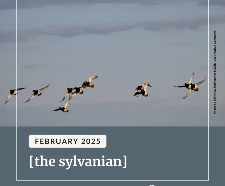 A flock of birds against a cloudy grey sky. Underneath white text reads "February 2025 [ the sylvanian]" and the Sierra Club Pennsylvania logo in the bottom right.