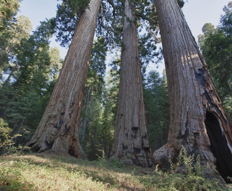 giant sequioas california BLM bob wick