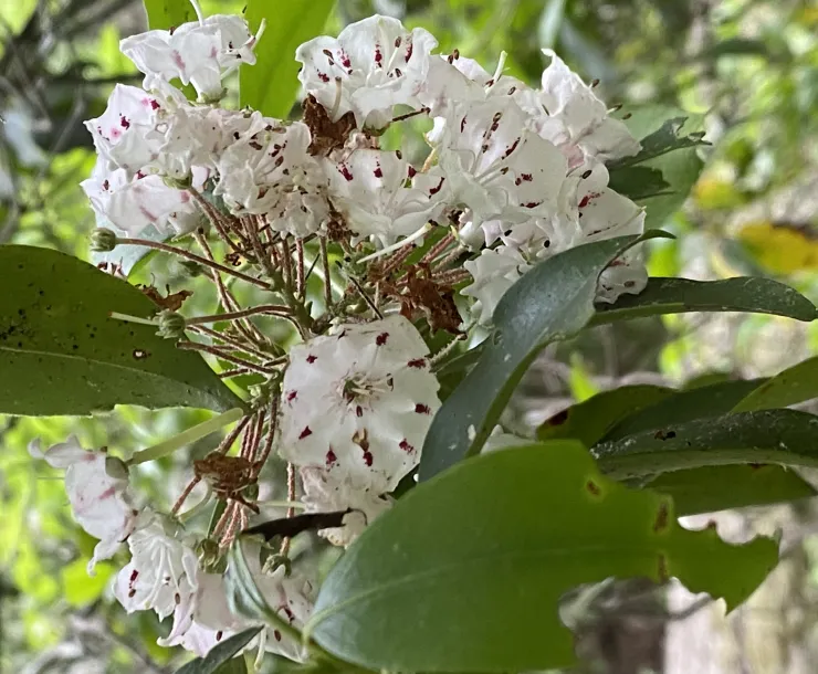 Laurel