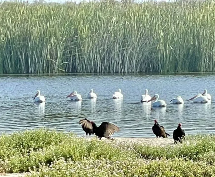 Santa Clara River estuary by Marie Lakin