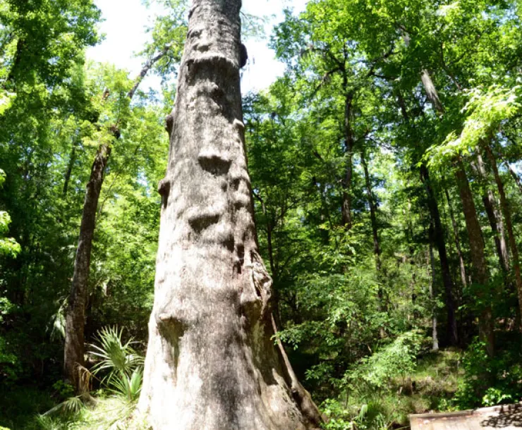 Big Cypress tree in Goethe National Forest