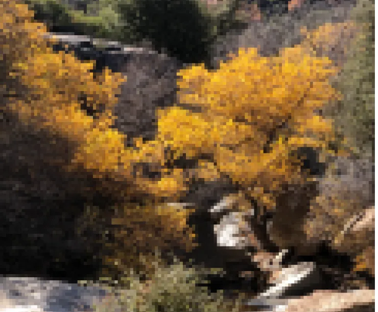 Trees in Cuyamaca