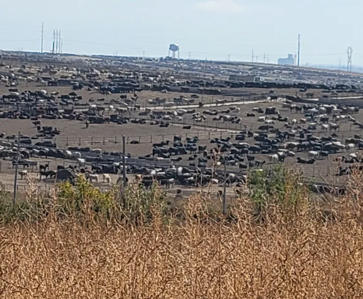 vast outdoor space with cattle