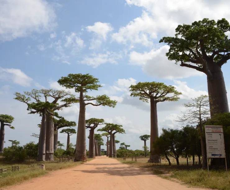 A cluster of trees spread out either side of a light brown/orange path. The trees have wide brown trunks with branches and green leaves only at the very top. The sky is light blue with white clouds.