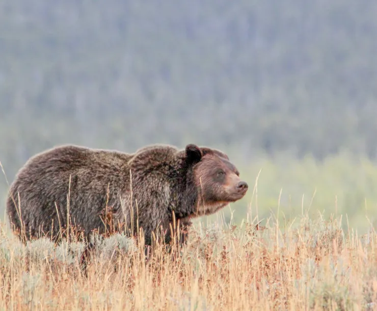 Grizzly Bears