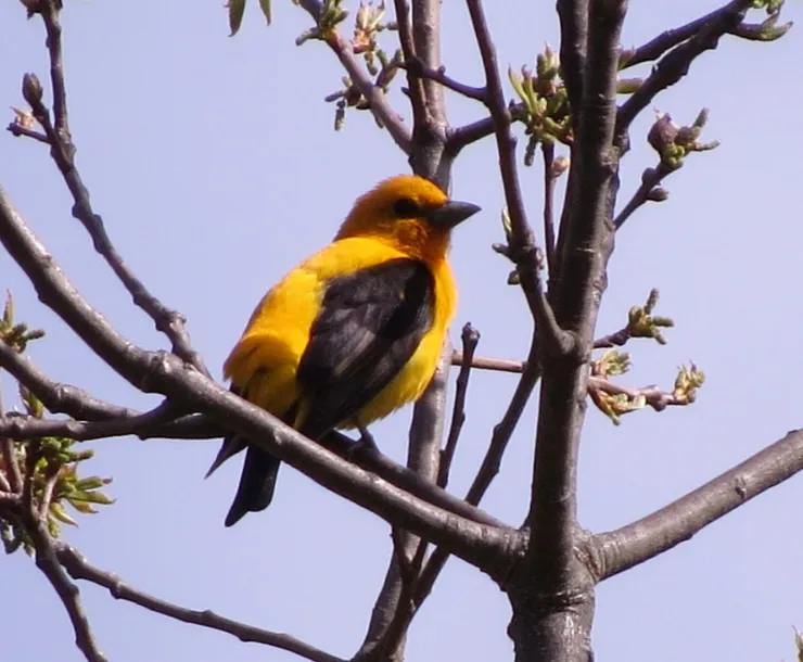 A yellow and black songbird sits on a tree branch.