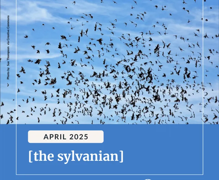 A large flock of birds fly against a blue sky with wispy clouds. Below a blue box with white letters reads, "April 2025 [the sylvanian] Read the full issue at bit.ly/42kGjbr". The Sierra Club Pennsylvania logo is in the bottom right corner.