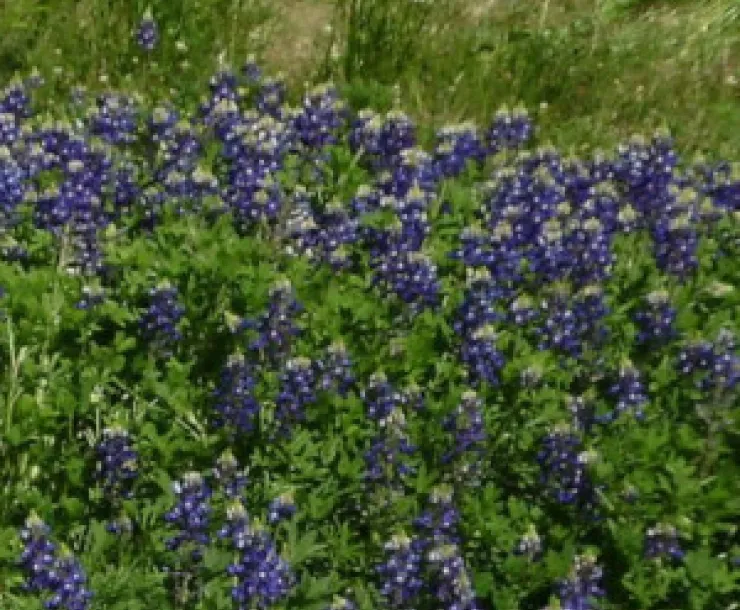 Bluebonnets