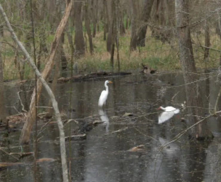 Egrets at Brazos Bend SP