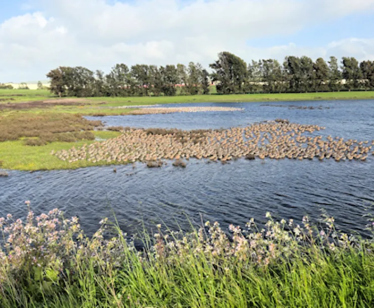 Green Island wetlands with birds