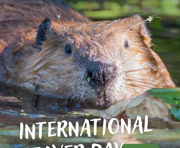 International Beaver Day