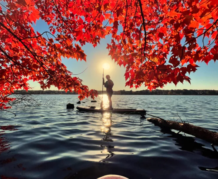 A paddleboarder stands on their board in the middle of Edinboro Lake beneath a vibrant Red Maple tree, backlit by the autumn sun.