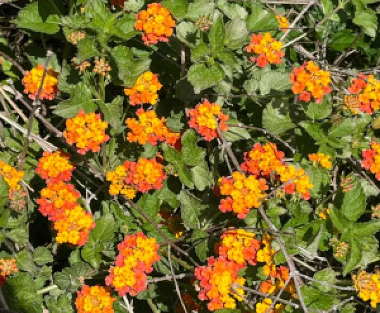 Lantana