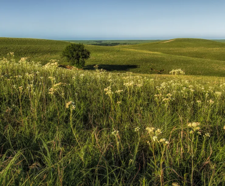 Yellow flowering green tallgrasses in green rolling hills