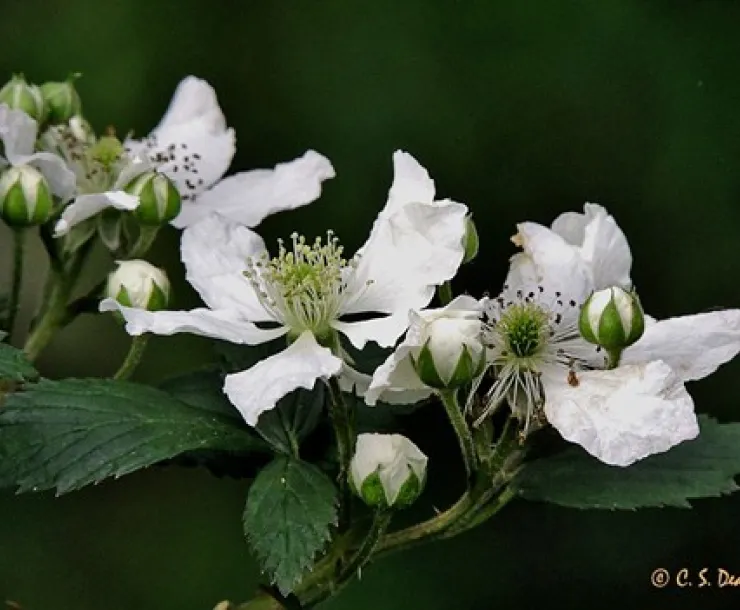 White spring blossoms against dark green foliate
