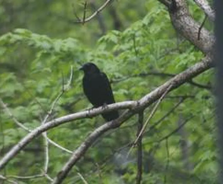 By Paige Stevens, taken in Calvert County.