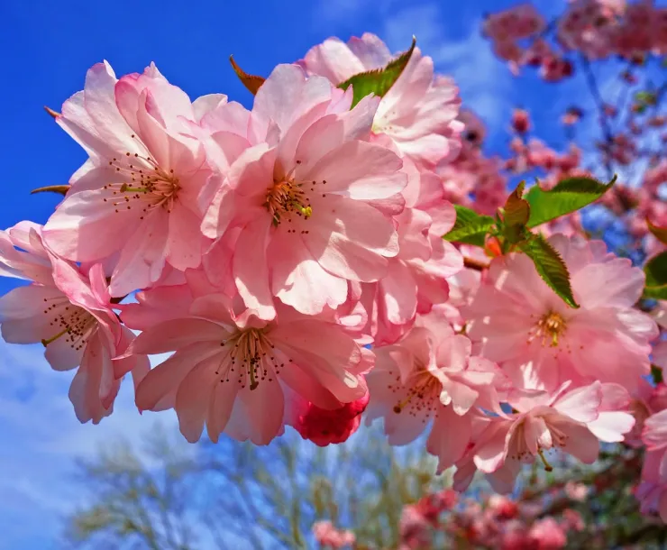 bright pink cherry blossoms against a blue sky
