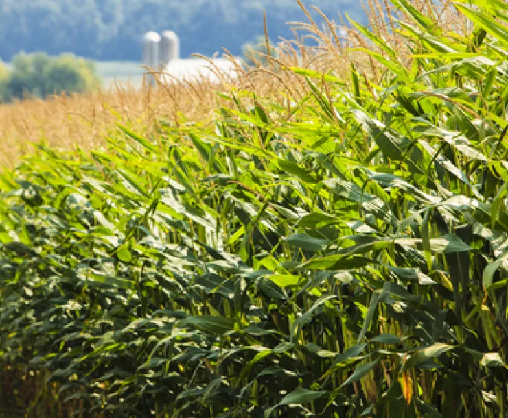 Corn fields