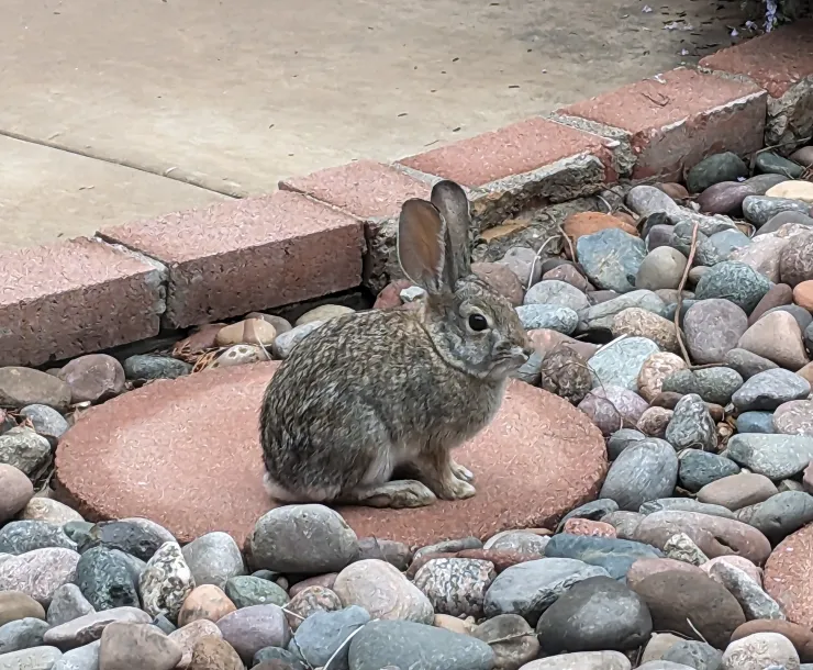 a rabbit sitting on a paver in a rock garden