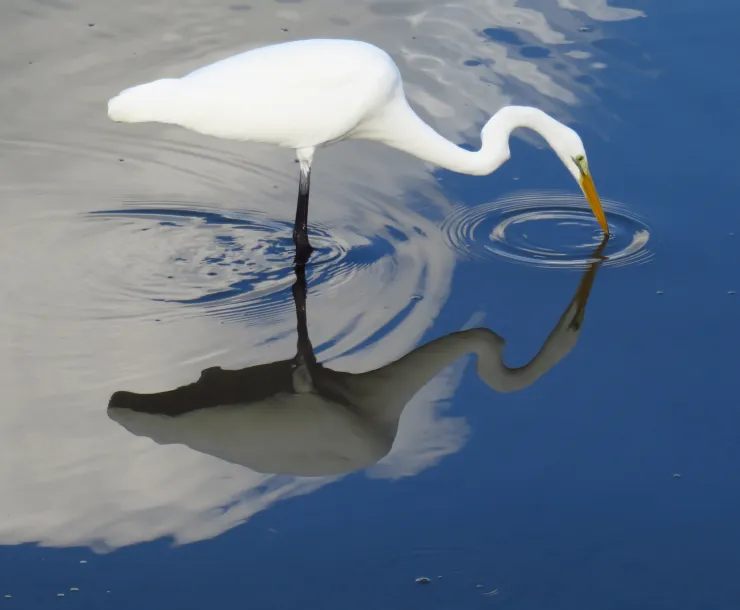 egret
