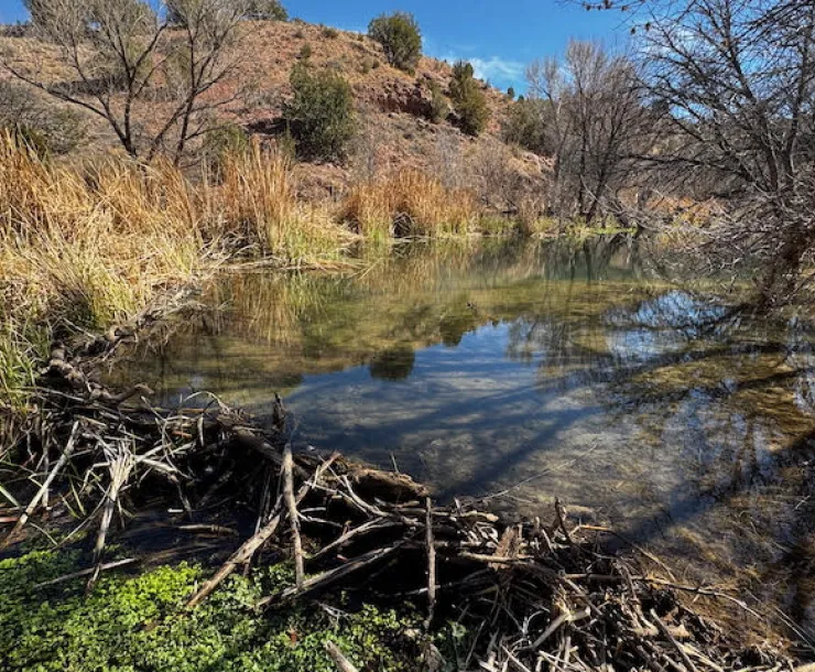 a beaver damn in a shallow river