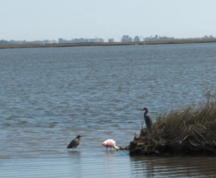 Galveston Bay