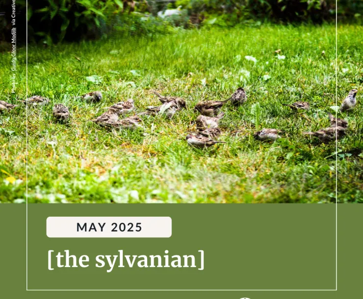 A flock of sparrows in a bright patch of grass. Below a green background with white text reads, "May 2025 [the sylvania] Read the full issue at bit.ly/4d37Tih. The Sierra Club Pennsylvania logo is in the bottom right.