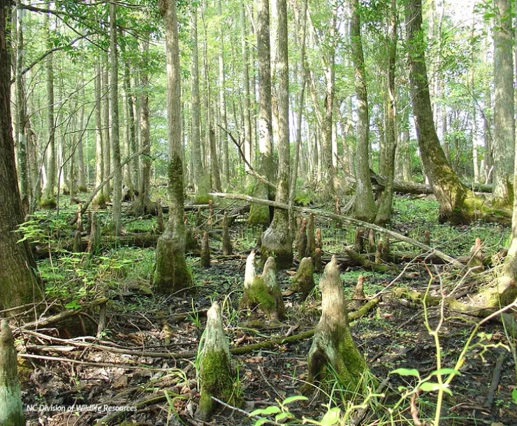 A view of stumps and other vegetation in a North Carolina wetland