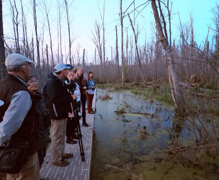 Around eight people standing on a boardwalk going over a wetland area. There are bare trees and green grasses and leafy plants in and and around the water.