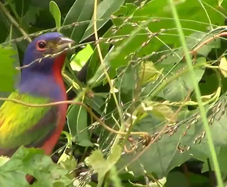 Painted Bunting